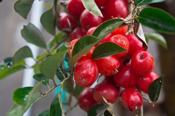 Nhót trị được bệnh gì?-1