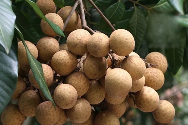 Loại quả đang vào mùa là vị thuốc quý trị nhiều bệnh-1