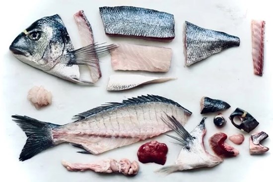 Những bộ phận cực tanh ở cá