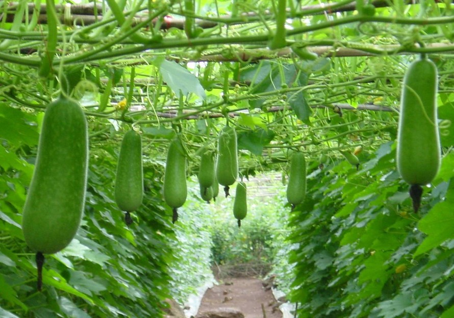 Loại quả nhà nào cũng ăn là phương thuốc hạ đường huyết, bổ tim và giải độc gan: chế biến đơn giản, vị rất dễ ăn-1