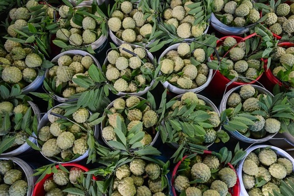 Quả na vừa chống ung thư vừa tốt cho tim mạch nhưng phải ăn đúng cách-2