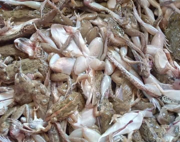 Bắt con này ngoài đồng đem bán, dân buôn rao giá đến 200.000 đồng/kg-1