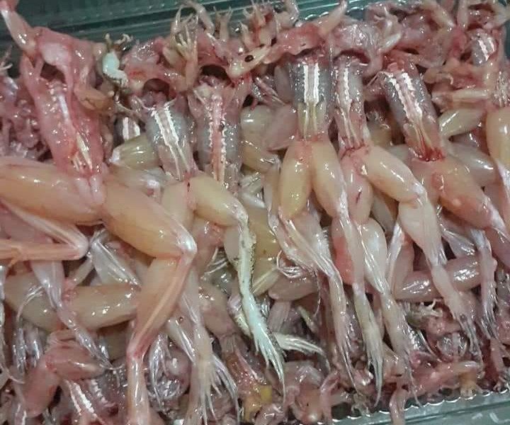 Bắt con này ngoài đồng đem bán, dân buôn rao giá đến 200.000 đồng/kg-2