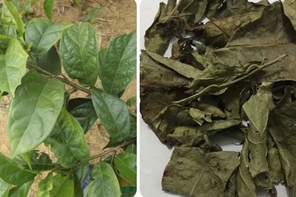 Uống lá xạ đen tươi hay khô tốt hơn?-1