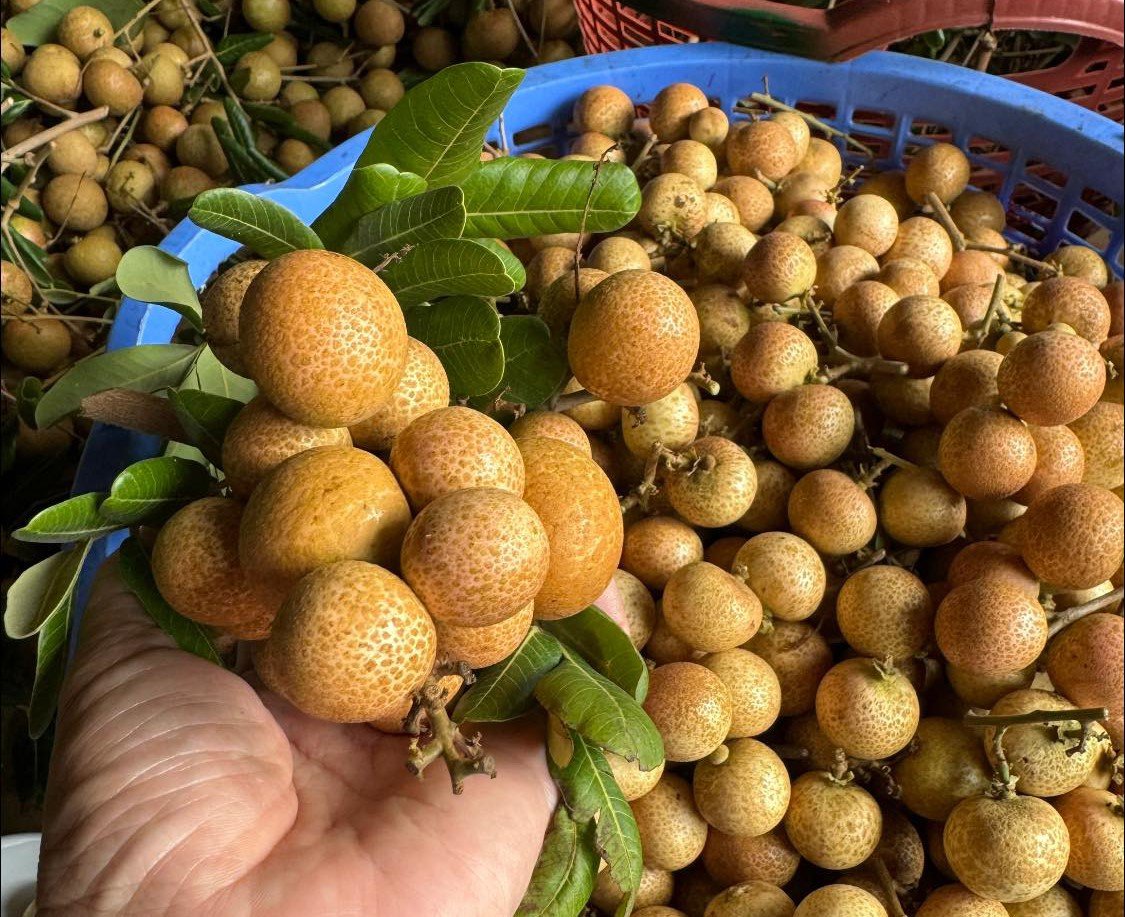 Loại nhãn này có gì đặc biệt mà giá 150.000 đồng/kg vẫn cháy” hàng?-1