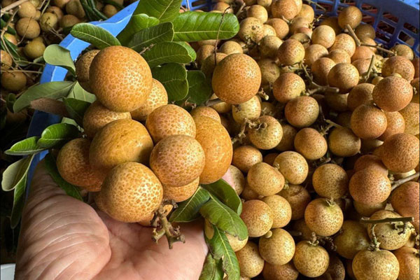 Mua 1 chỉ vàng cũng phải khai thông tin cá nhân, có nơi hẹn 10 ngày đến lấy-2