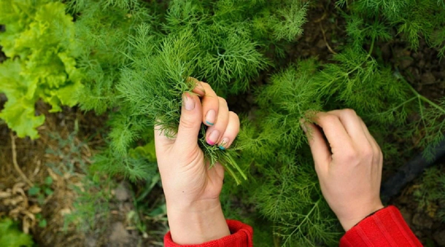 Loại rau nhà nghèo người Việt ai cũng biết hóa ra là dược liệu quý từ hàng nghìn năm trước-1