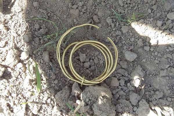 Đào đất trên cánh đồng ngô, tìm thấy kho báu chứa đầy tiền, vàng-4