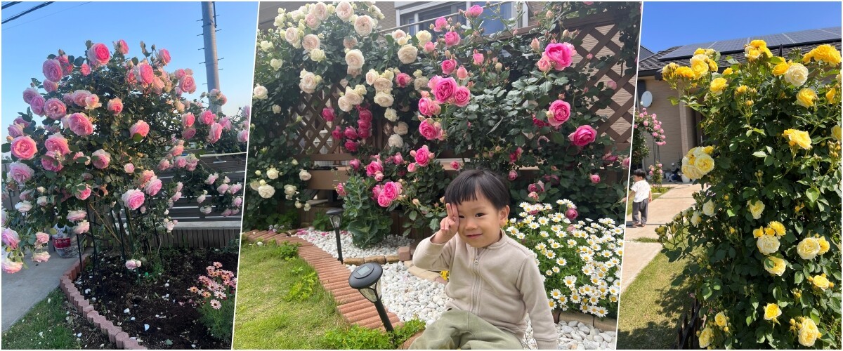 Mẹ đảm chi 60 triệu làm vườn ở Nhật: Rau quả Việt ngập lối, 60 gốc hoa hồng quanh năm khoe sắc hương-1