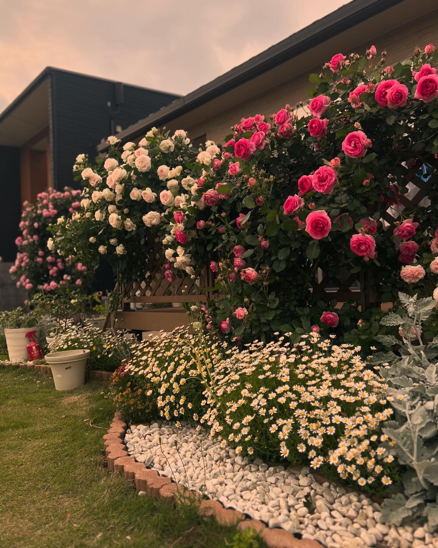 Mẹ đảm chi 60 triệu làm vườn ở Nhật: Rau quả Việt ngập lối, 60 gốc hoa hồng quanh năm khoe sắc hương-4