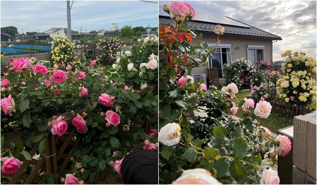 Mẹ đảm chi 60 triệu làm vườn ở Nhật: Rau quả Việt ngập lối, 60 gốc hoa hồng quanh năm khoe sắc hương-5