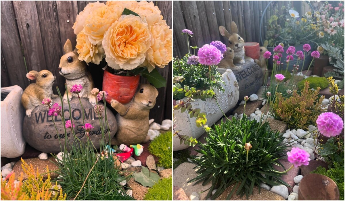 Mẹ đảm chi 60 triệu làm vườn ở Nhật: Rau quả Việt ngập lối, 60 gốc hoa hồng quanh năm khoe sắc hương-8