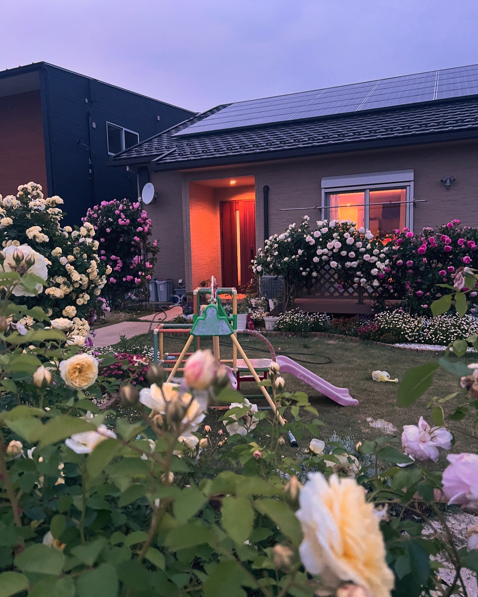 Mẹ đảm chi 60 triệu làm vườn ở Nhật: Rau quả Việt ngập lối, 60 gốc hoa hồng quanh năm khoe sắc hương-9