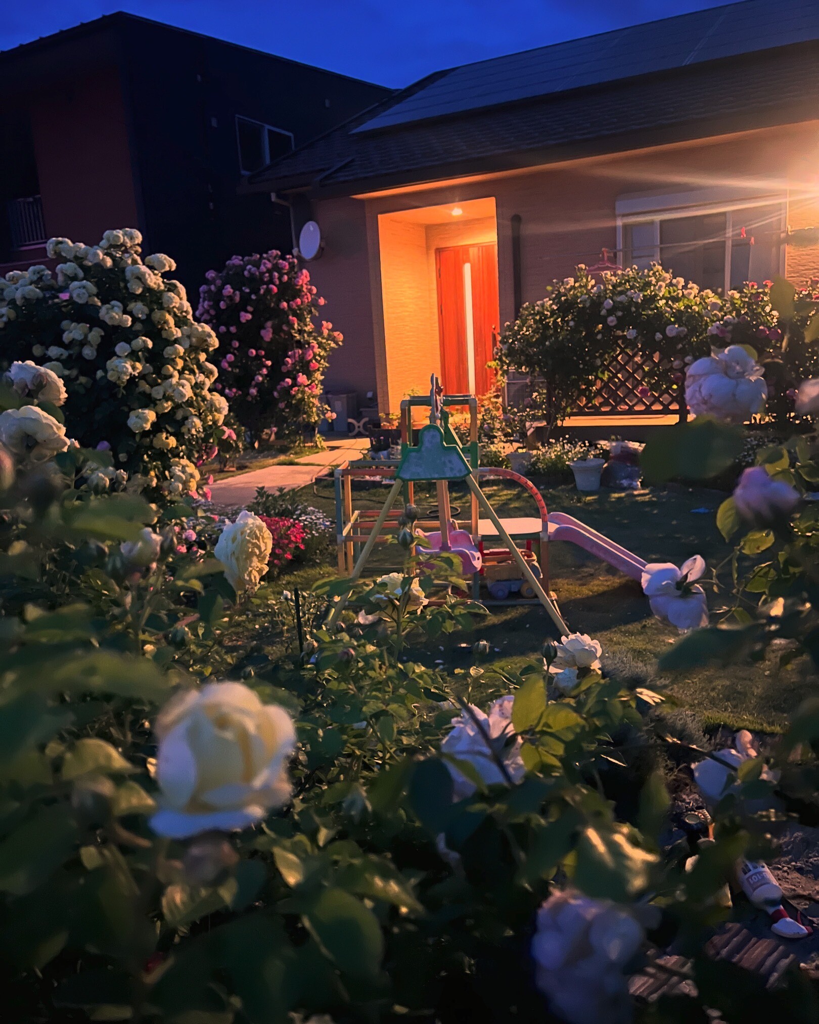 Mẹ đảm chi 60 triệu làm vườn ở Nhật: Rau quả Việt ngập lối, 60 gốc hoa hồng quanh năm khoe sắc hương-10