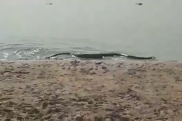 Đang tắm nắng, du khách vội bỏ chạy khi thấy thứ đáng sợ lao đến-1