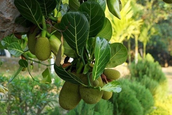 Lá mít tưởng bỏ đi lại là vị thuốc quý, nhiều người ngẩn ngơ vì không biết sớm