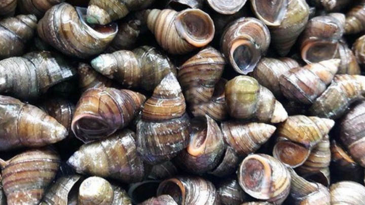 Mẹo ngâm ốc nhanh nhả bùn đất-1