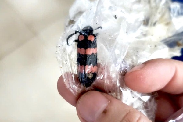 Nam thanh niên tử vong sau khi ăn 10 con sâu tăng cường sinh lý-1