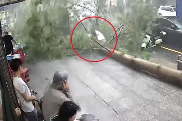 Clip: Cây xanh bật gốc đổ trúng người phụ nữ đi bộ trên đường-1