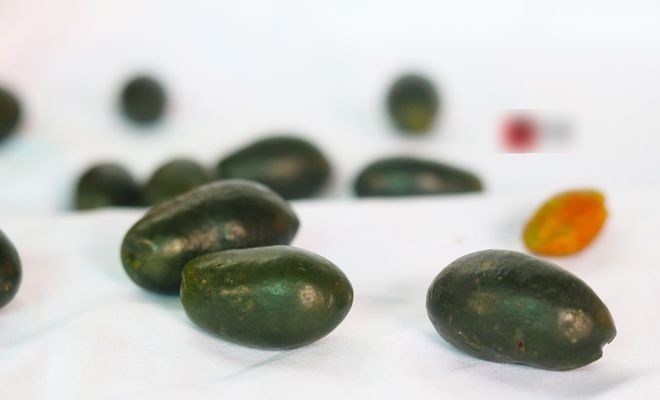 Quả đặc sản toàn hạt, nhỏ bằng ngón tay cái, bán là hái ra tiền nhưng cực khó tìm-1