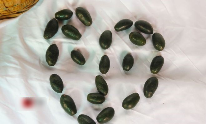 Quả đặc sản toàn hạt, nhỏ bằng ngón tay cái, bán là hái ra tiền nhưng cực khó tìm-4