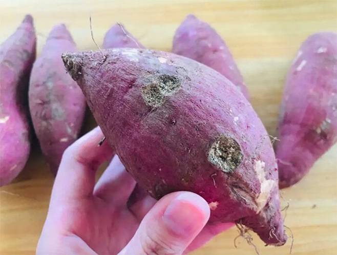 Khi mua khoai lang nên chọn loại béo hay gầy?-2