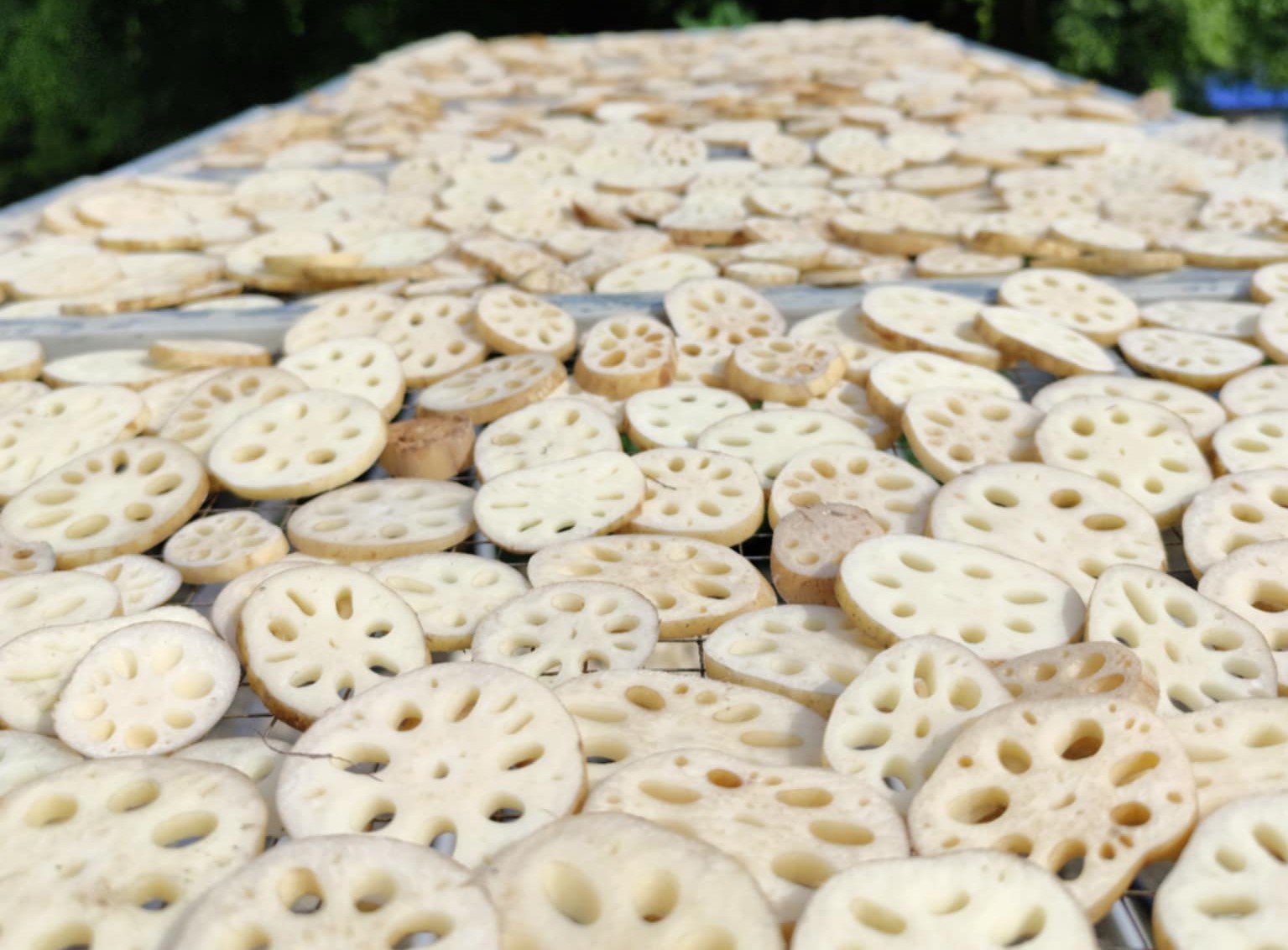 Làm trà từ loại củ lấy từ dưới bùn lên, anh nông dân bán nửa tấn mỗi năm-2