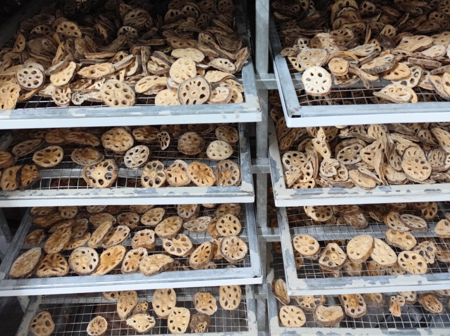 Làm trà từ loại củ lấy từ dưới bùn lên, anh nông dân bán nửa tấn mỗi năm-3