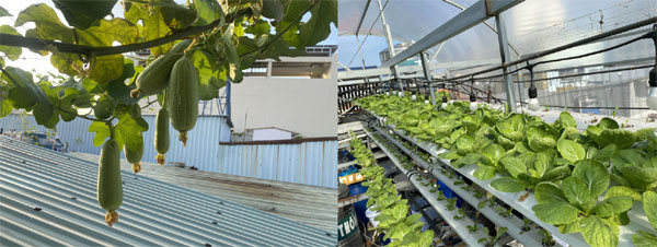 Ông bố TPHCM làm khu vườn không cần đất, cả nhà thoải mái hưởng trái ngọt-3