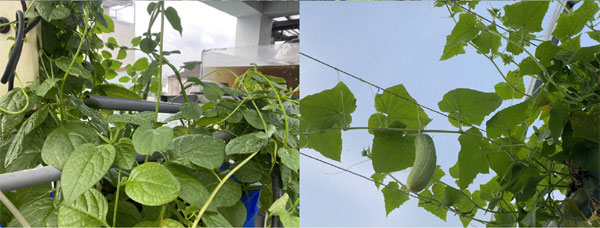 Ông bố TPHCM làm khu vườn không cần đất, cả nhà thoải mái hưởng trái ngọt-4