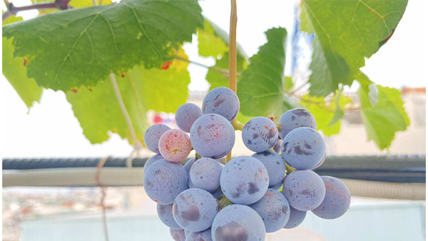 Ông bố TPHCM làm khu vườn không cần đất, cả nhà thoải mái hưởng trái ngọt-5