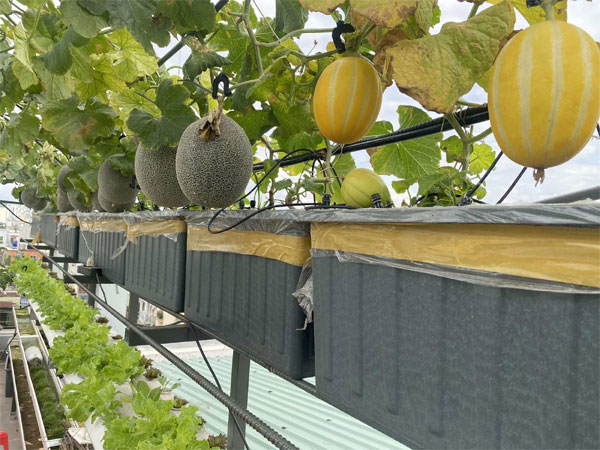 Ông bố TPHCM làm khu vườn không cần đất, cả nhà thoải mái hưởng trái ngọt-6