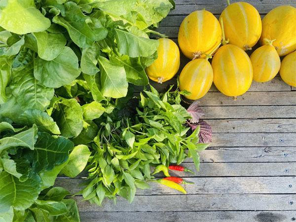 Ông bố TPHCM làm khu vườn không cần đất, cả nhà thoải mái hưởng trái ngọt-7