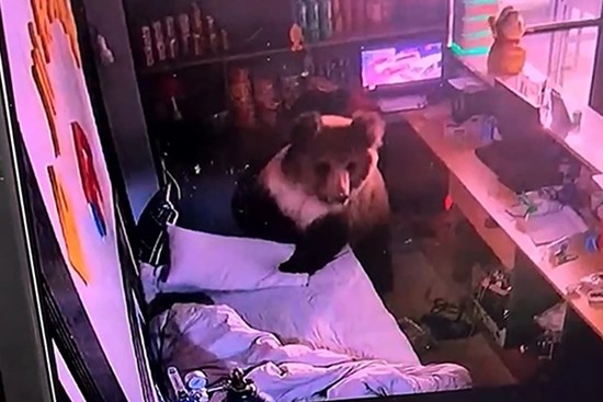 Gấu hoang đột nhập khách sạn tìm thức ăn, nam nhân viên nhanh trí thoát ra ngoài