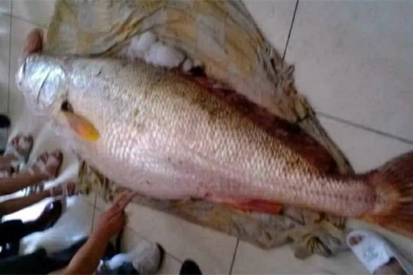 Bị cuốn vào băng chuyền hành lý ở sân bay, nữ hành khách tử vong thương tâm-2