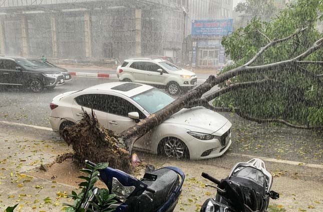 Chủ tịch Hà Nội ký công điện hoả tốc về phòng chống thiên tai, ngập lụt, cây xanh gãy, đổ-1