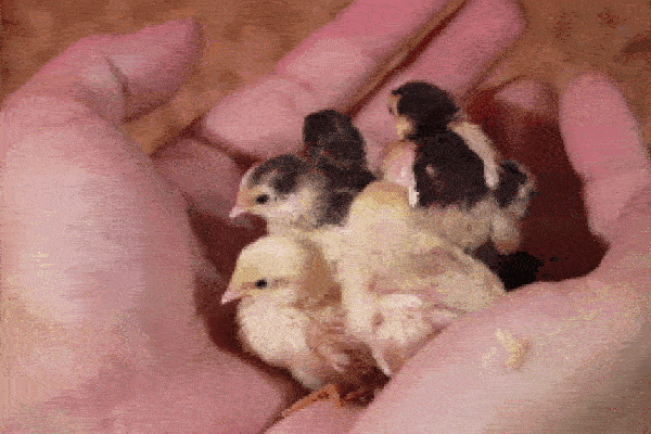 Mẹ Việt ở Mỹ nuôi gà như thú cưng, cho ăn cá hồi, hạt óc chó, thu trứng đủ màu-9