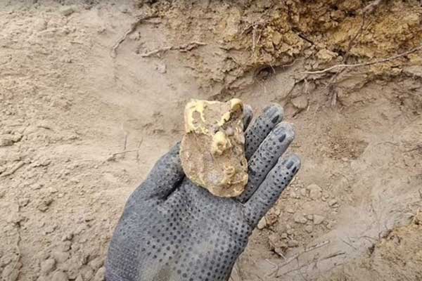 Người đàn ông đào được cục vàng trị giá 2,5 tỷ dưới gốc cây mục nát-1