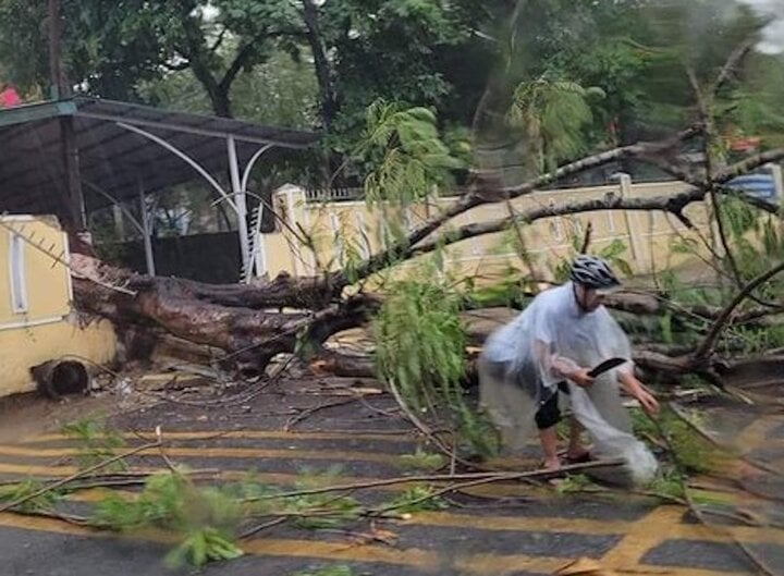 Mưa lớn, cây phượng bật gốc đè sập tường rào một trường học ở TP Huế-1