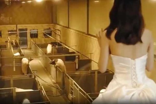 Các cặp đôi tuổi Hợi đổ về trang trại lợn để tổ chức đám cưới