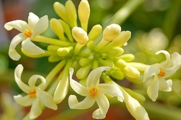 Cách sử dụng hoa đu đủ đực khô ngâm mật ong-2