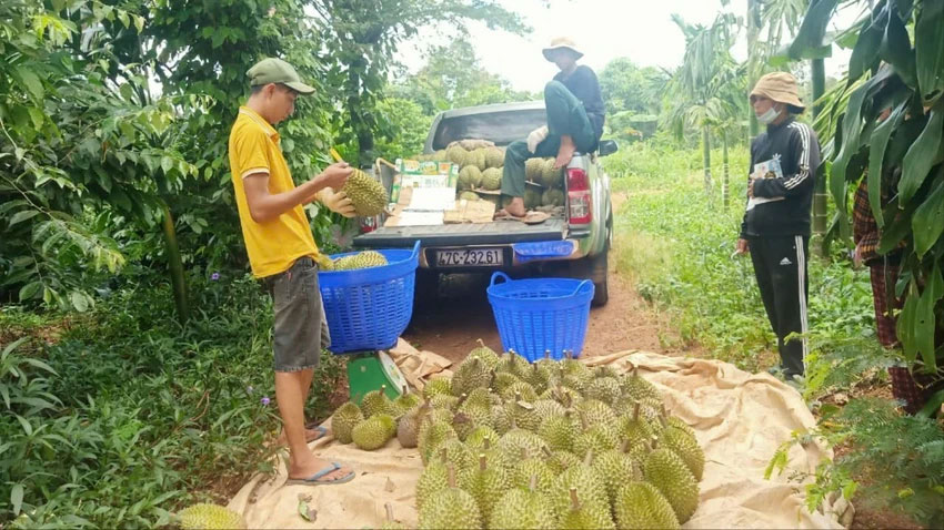 Thợ... gõ sầu riêng kiếm mỗi tháng cả 100 triệu đồng-1