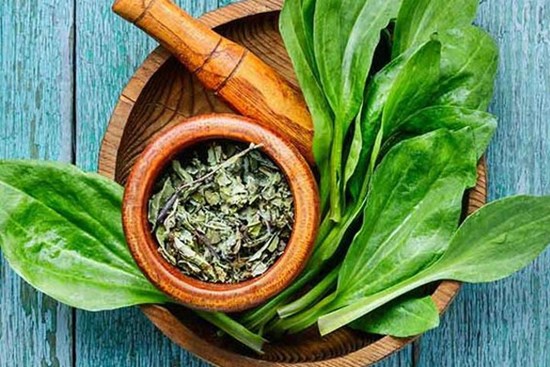 Cây thuốc quý không trồng vẫn mọc um tùm đầy vườn, nhiều người thấy lại ngó lơ