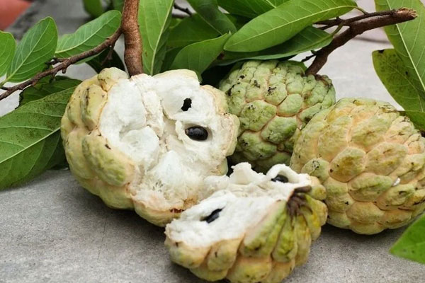 Bé trai bỏng giác mạc do gội đầu bằng nước hạt na-2