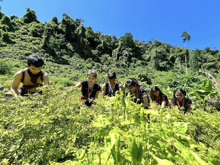 Thứ quả dại trên rừng thành đặc sản nức tiếng” một vùng, giá nửa triệu đồng/kg-2