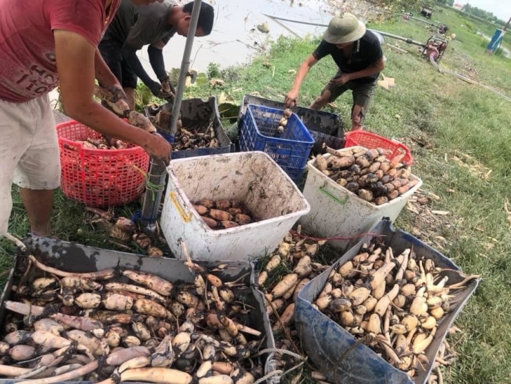 Loại củ lấy từ bùn hôi đang bán đầy chợ, giá 30.000 đồng/kg, chế đủ món ngon, kiểm soát cân nặng-1