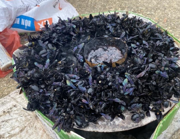 Hơn 4 triệu đồng/kg ong bầu, thương lái lùng mua số lượng lớn để bán sang Trung Quốc-3