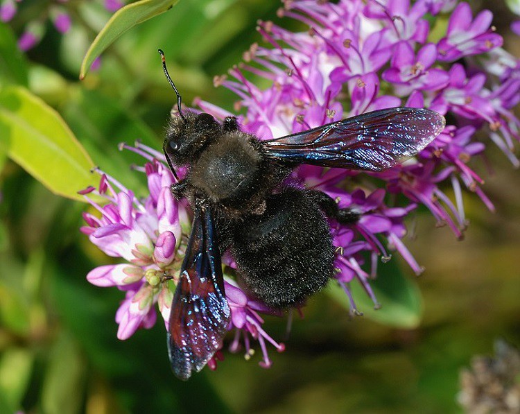 Hơn 4 triệu đồng/kg ong bầu, thương lái lùng mua số lượng lớn để bán sang Trung Quốc-5