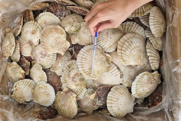 Loại hải sản tinh hoa Nhật Bản đổ về Việt Nam tăng đột biến-1