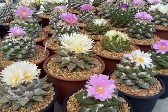 9x lai tạo xương rồng ra hoa đa màu sắc kiếm chục triệu mỗi tháng